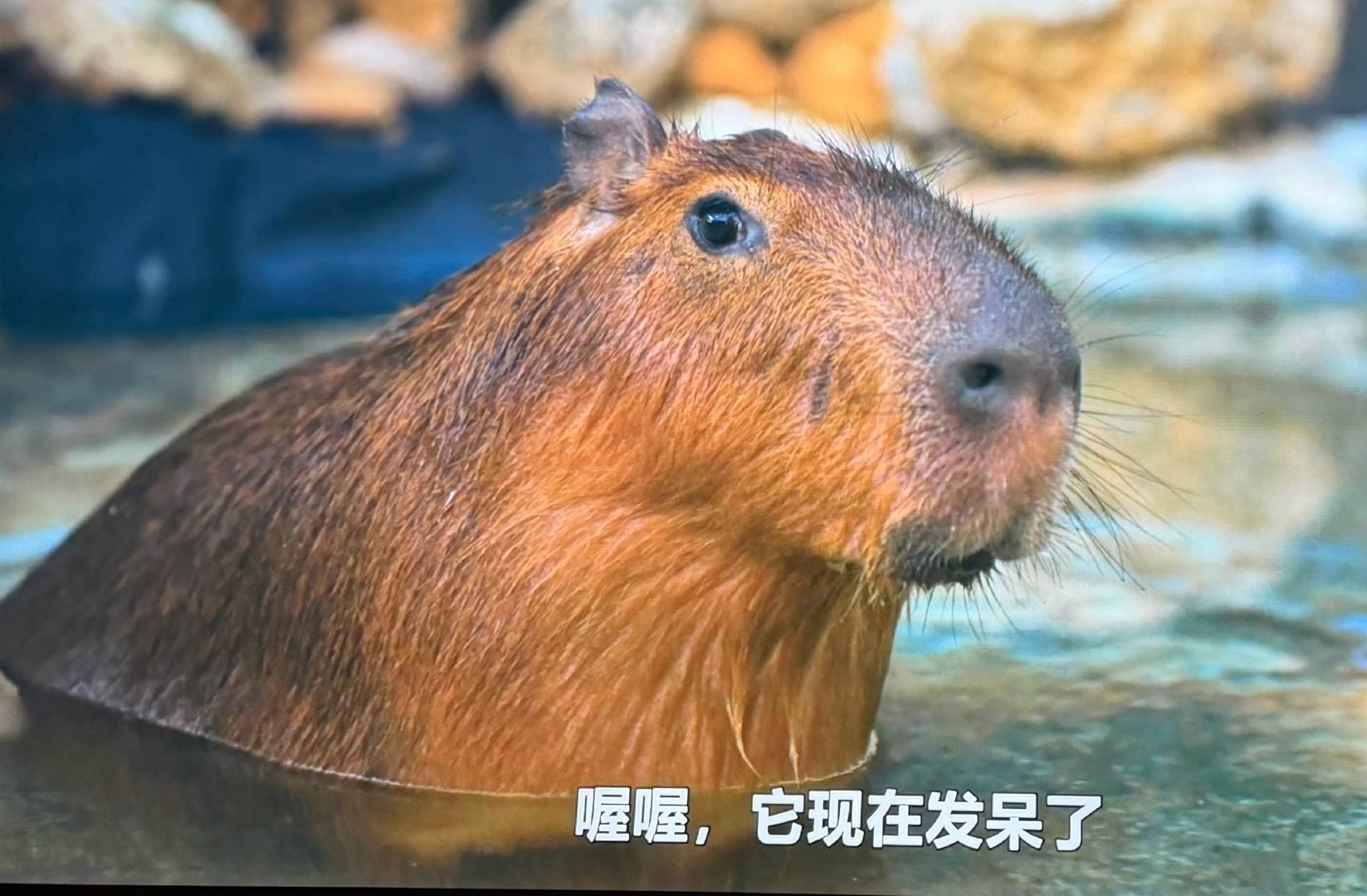 这个怎么能这么可爱 