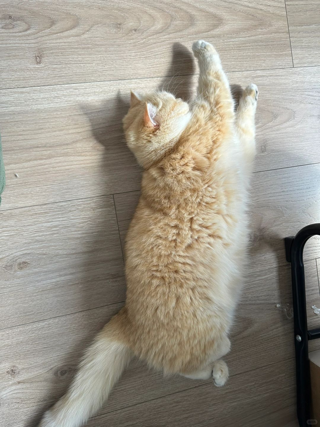 宝宝 你是一头小猪