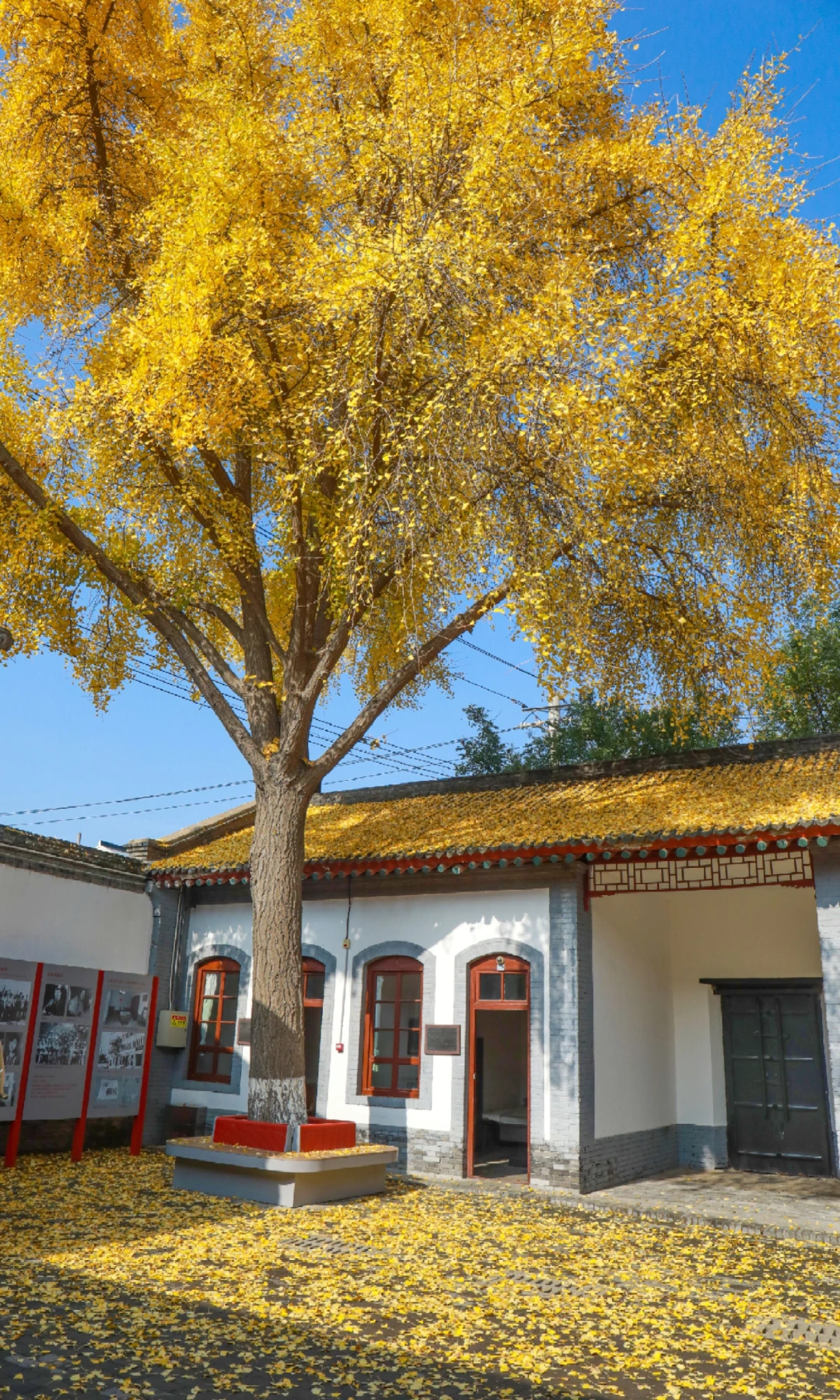 西安的秋天真的杀疯了！！！！太美了！！！