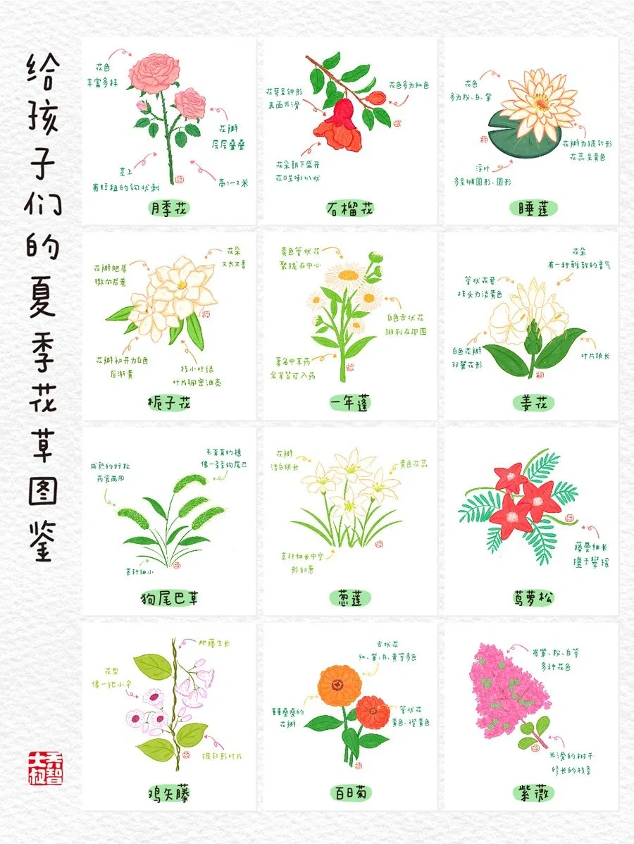 给孩子们的夏季花草图鉴