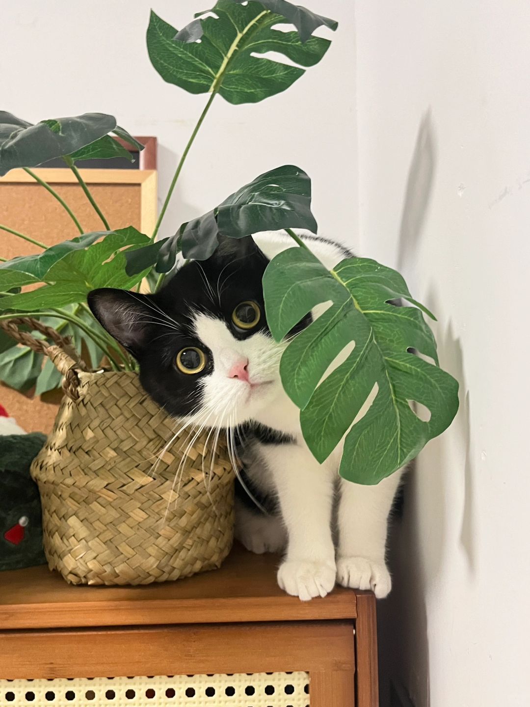 躲猫猫被发现噜