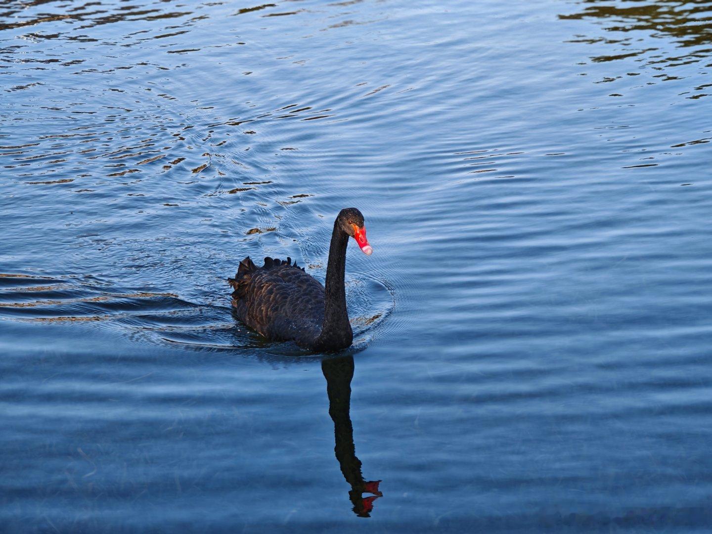 快看，黑天鹅（纯字面意思） 