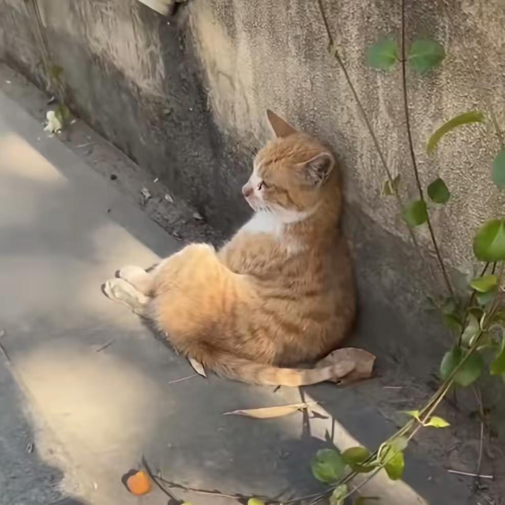 墙角的老猫
不要被假象迷了眼[捂脸]，这货也在独立思考玩深沉，表相静如处子，心里