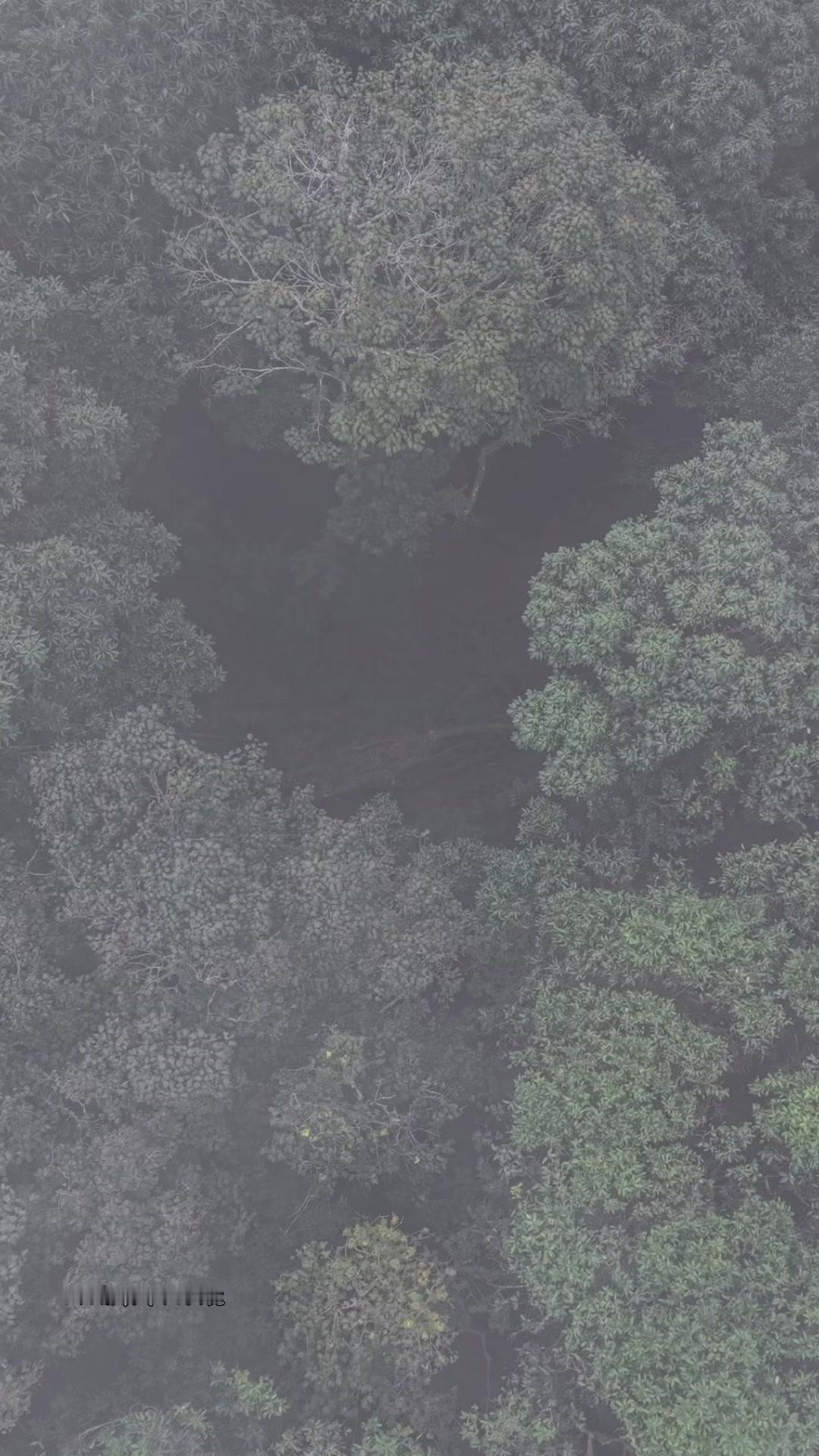 哀牢山千年古树有多震撼？🌳第一次用无人机航拍，就被哀牢山的千年古树震撼到了！树