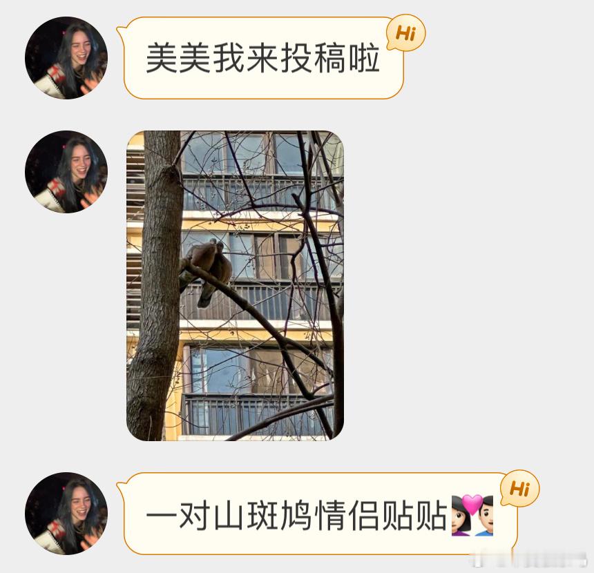 #鸟粉投稿# 枝头上卿卿我我的【山斑鸠】贴贴～ ​​​