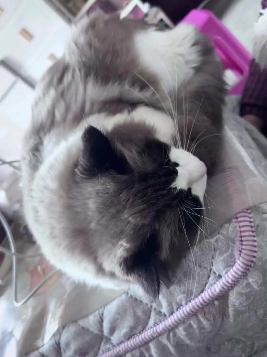 猫猫真的好像个小宝宝