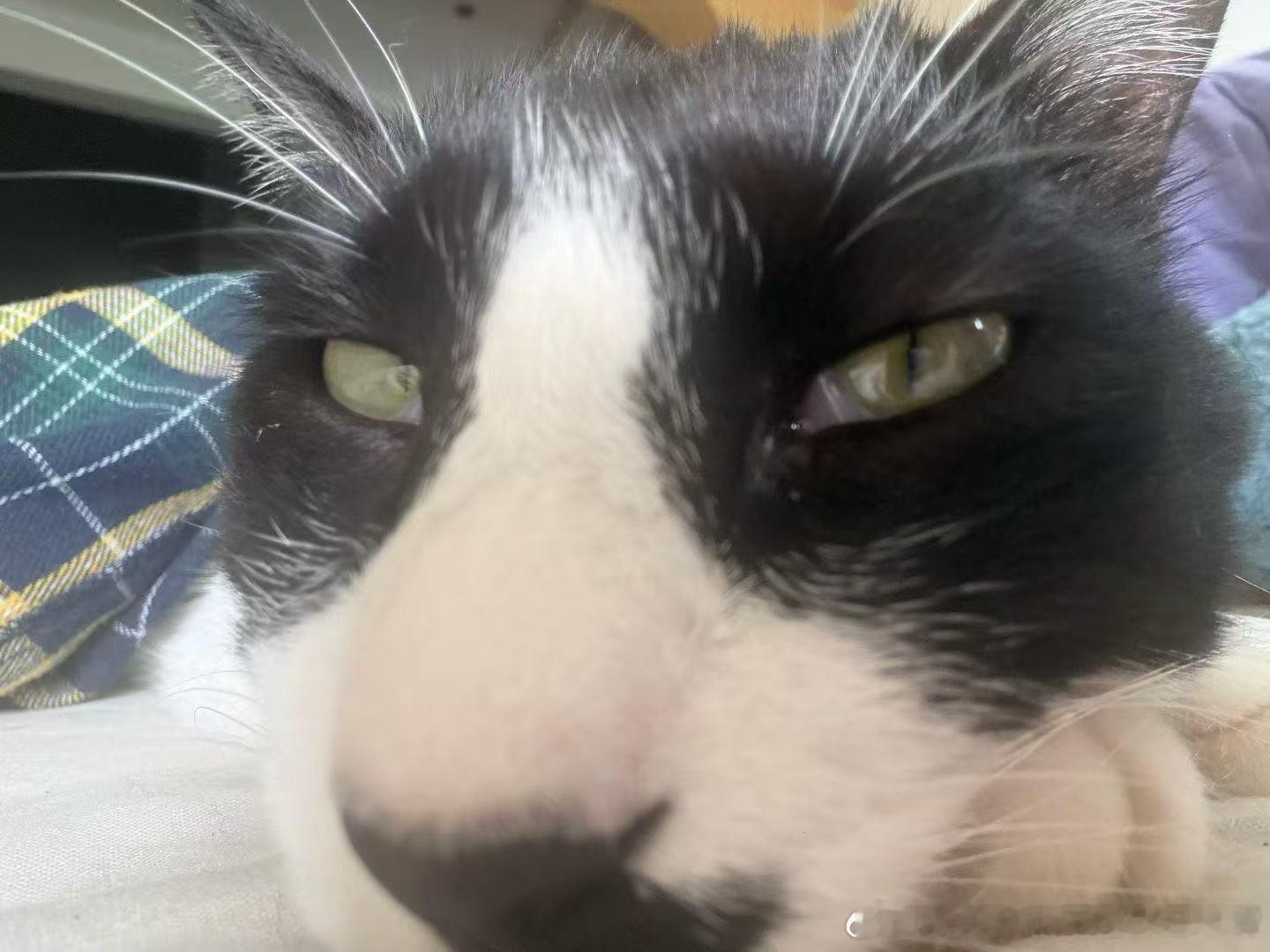 49678【丑猫】老八嘎 