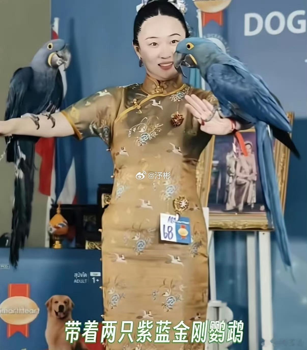 霍思燕家的鸟又夺冠了真的狠狠羡慕霍思燕！刚没多久她家贵宾犬拿下国际犬展冠军，现在