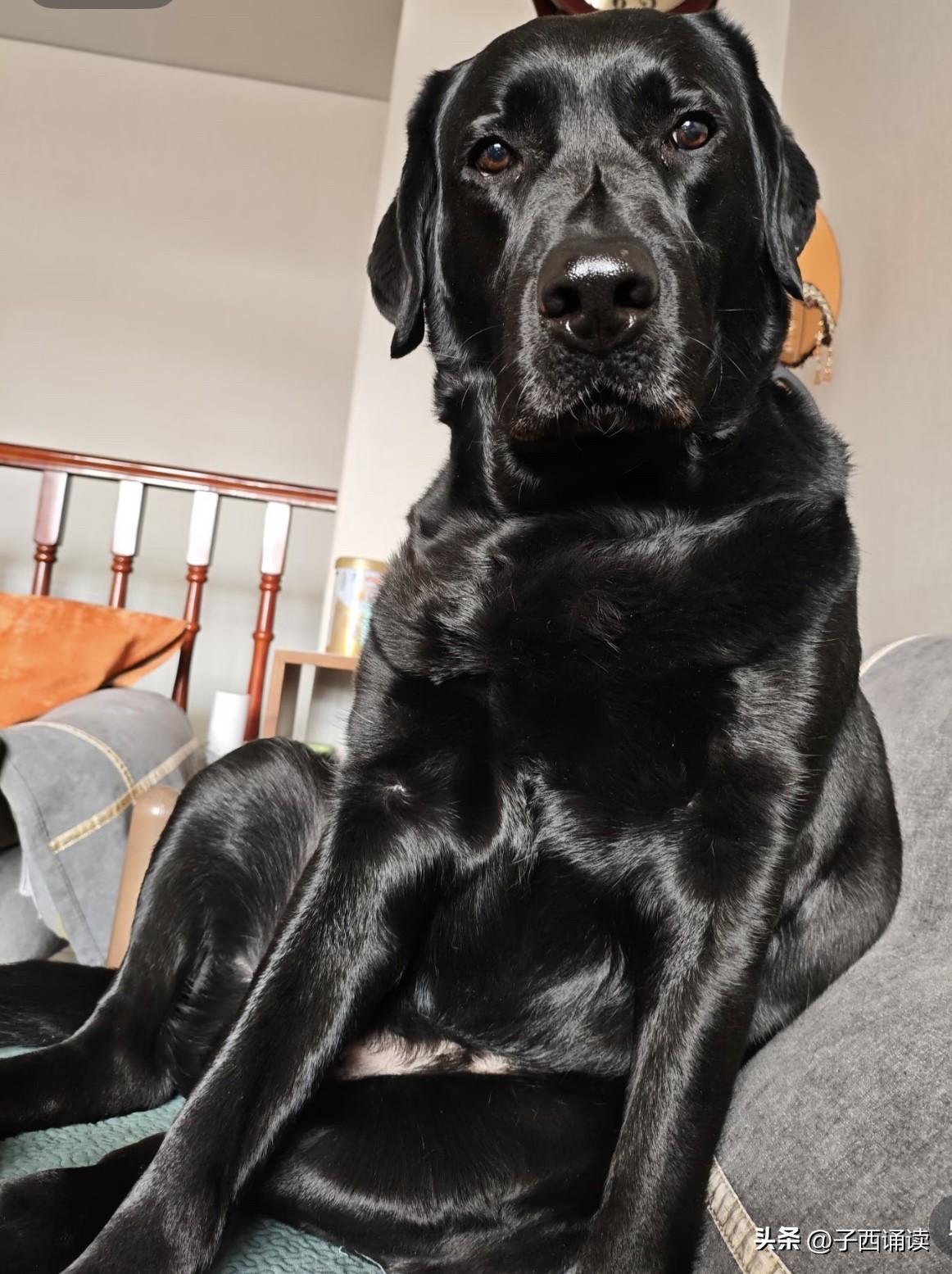 哇塞，亮瞎双眼啊！这只狗的毛发质地真是跟汗血宝马有得一拼啊，大伙估估价值多少钱？