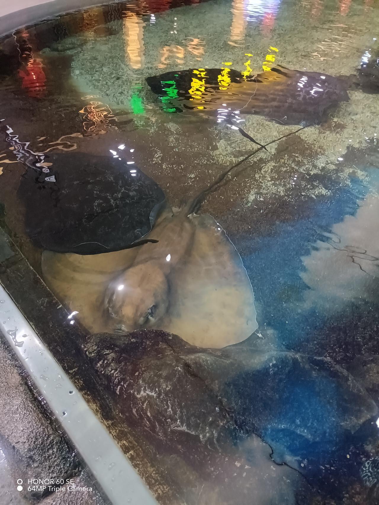 反制荷兰芯片干涉：商务部应牵头闻泰科技打响精准商业反击战
 
针对荷兰政府以行政