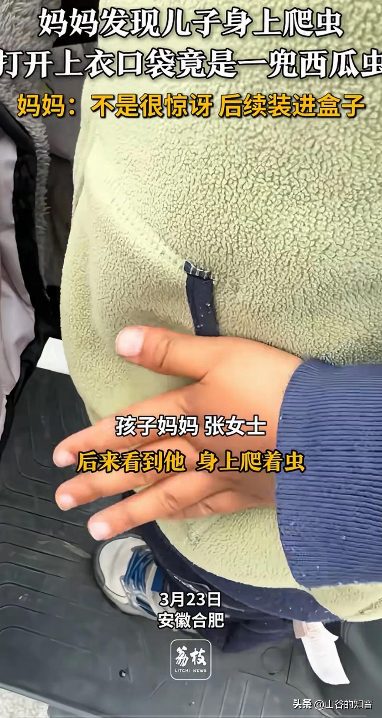 孩子偷偷把西瓜虫塞衣兜带回家，妈妈掀开口袋瞬间哭笑不得
 
万万没想到！安徽合肥