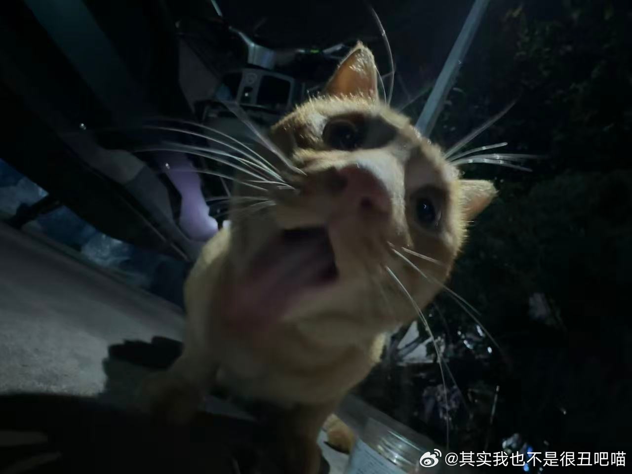 49905【丑猫】这是世界上最丑的傻猫，你敢和他对视吗 