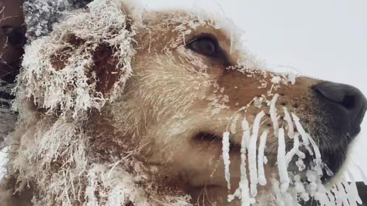 🔥昆明女生带金毛爬雪山！狗子秒变“表情包”笑翻全网。昆明小姐姐带金毛冲轿子雪山