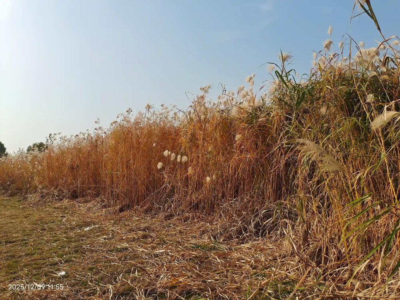 这样的原生态芦苇到处都是//@邓少侃剧:可以烧烤吗