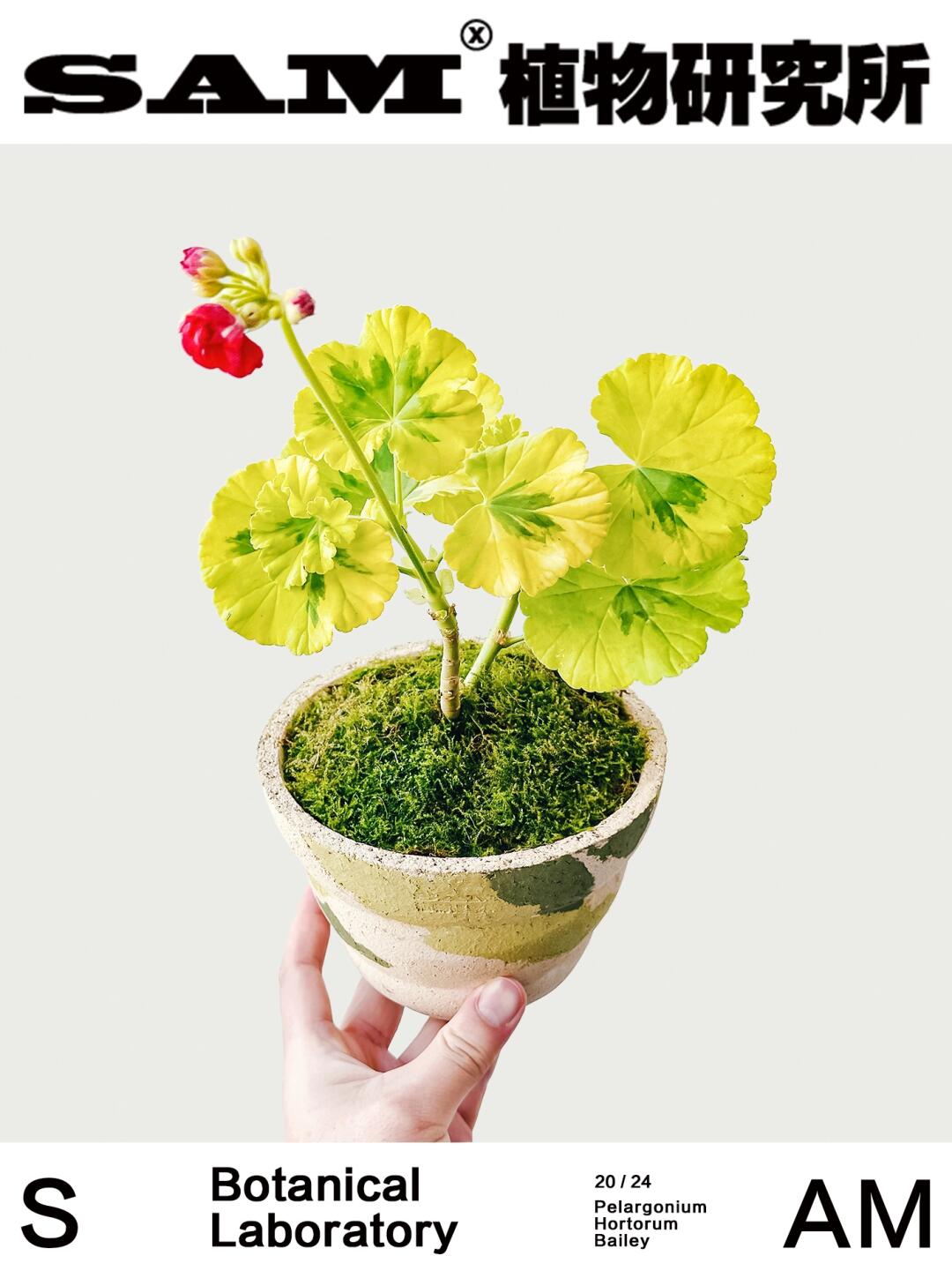 贝贝安妮斯｜Pelargonium Hortorum Bailey
