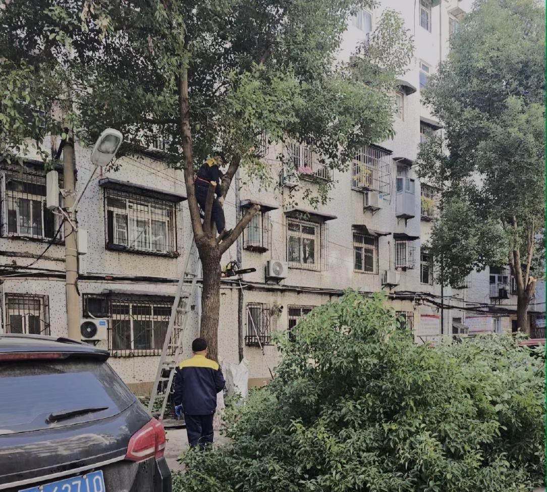 我上班的物业公司管理的是一个30多年的老小区，树多而密，许多业主房子光线被挡，要