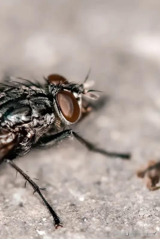 马上到夏天了，家里苍蝇泛滥，尤其是厨房，这可如何是好？
给大家分享一个小妙招，一