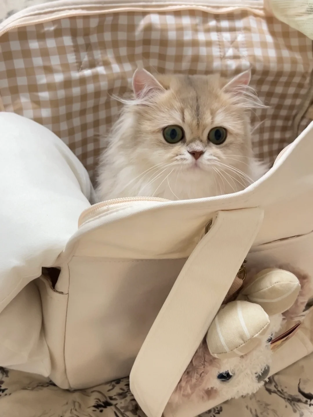 谁家小猫🐈自己进麻袋呐～