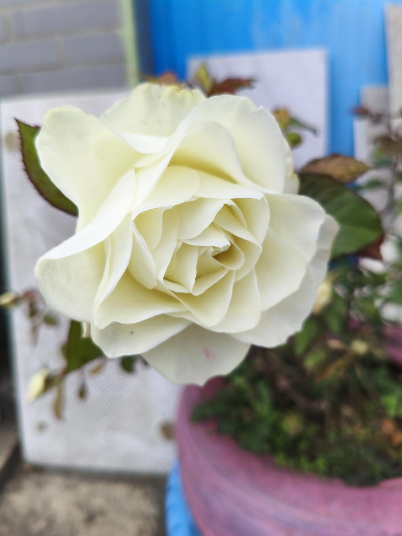 有人一出生顺风顺水，却把好牌打得稀烂；有人起点一塌糊涂，硬是靠自己一点点翻盘。