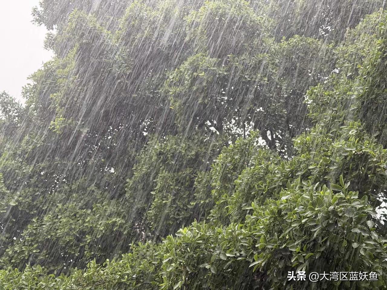 广州这雨下得也太急了！
 
早上出门时太阳还晃眼，卖早餐的阿姨都说“今天准是大晴