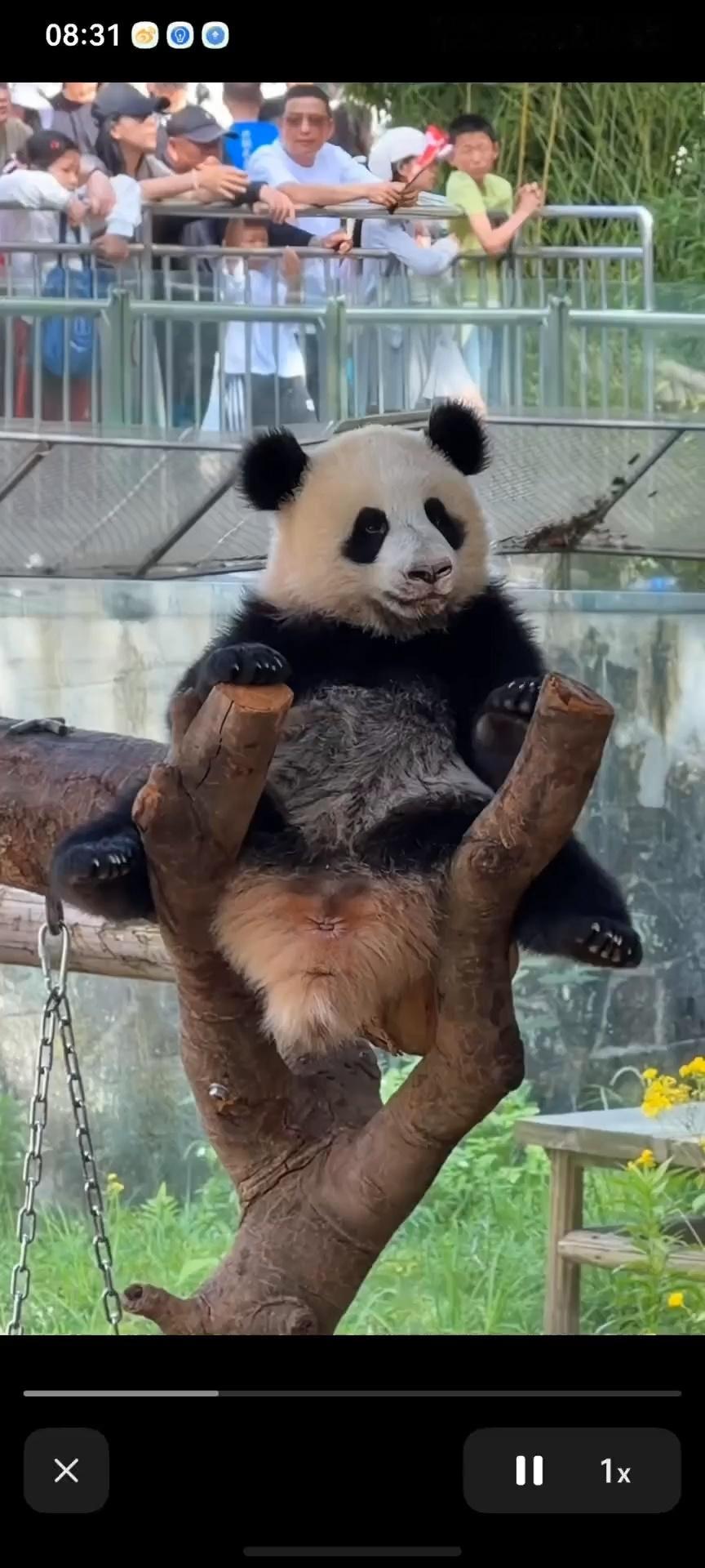 讲下国宝的有趣事儿良月是妈妈，小月亮是她女儿，小月呢，就很像良月。其实我看到她们