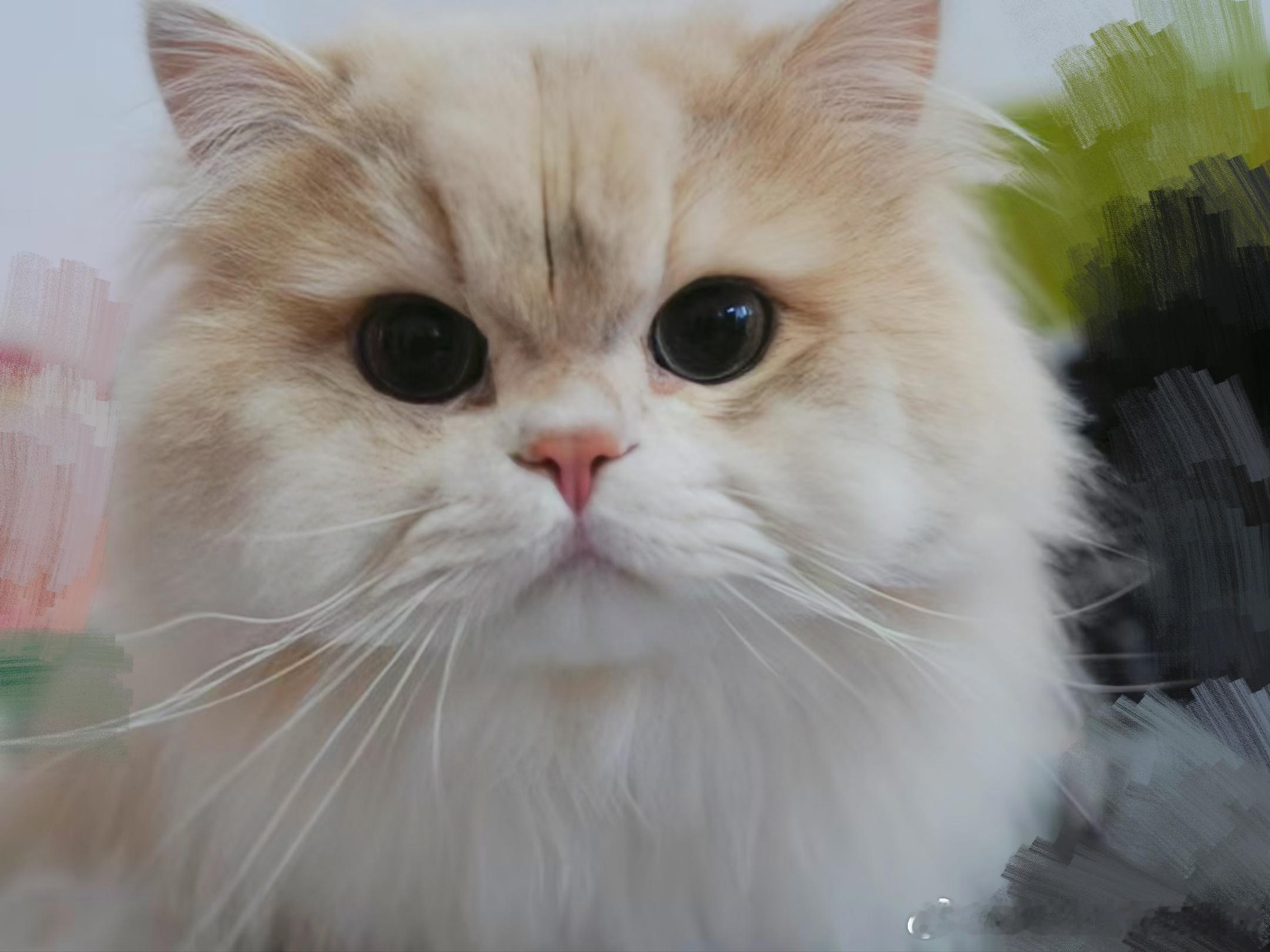 舒的碎碎念日常 新相机📷第一拍当然要给小猫🐈⬛‧₊˚ 