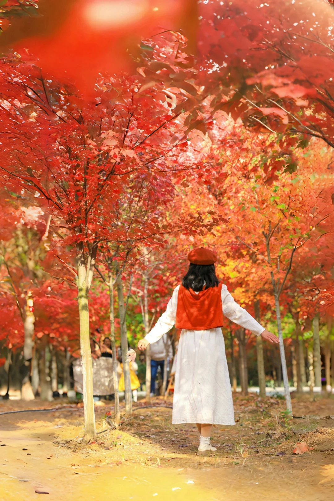 再过一周❗️武汉文华学院枫叶🍁即将美爆