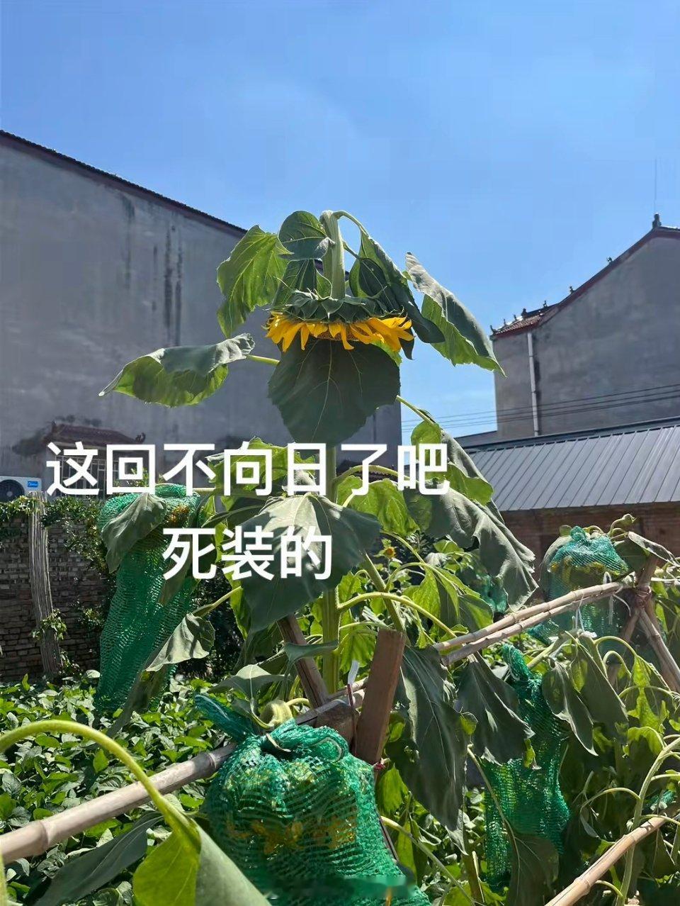 热热热我热热热是真的很热啊[泪]太阳你把你毒唯都晒死了，热到毒唯脱粉，热到向日葵