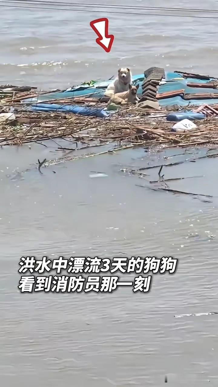这是狗狗爬上了屋顶，等待救援。不是狗狗在水上漂流。屋顶上可见瓦与屋顶覆盖膜。水淹