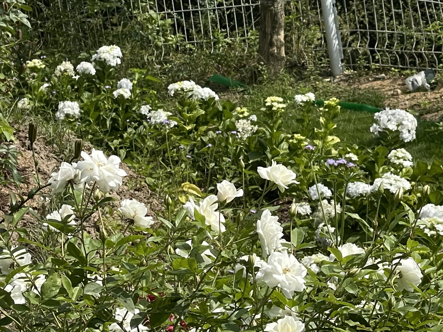 再说冰山和冰山宝宝