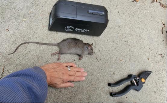 美国爱达荷州鼠患失控，政客甩锅“蓝州移民”：老鼠是坐集装箱从加州搬来的？
 
麻