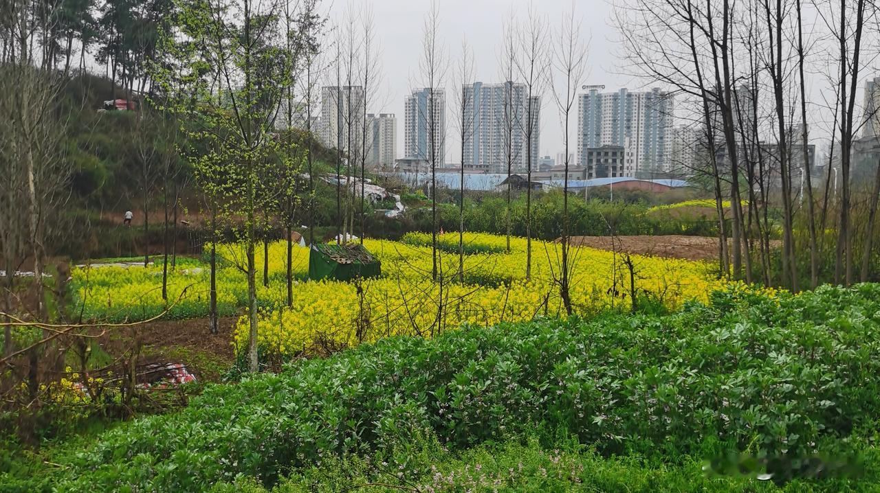 ，求下联
雪落梅花艳
风吹绿树欢（原创）
友友请展示下联 友友请邀对下联 友友请