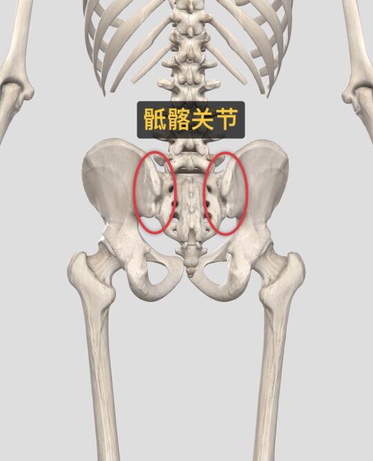 骶髂关节—人体结构的密钥