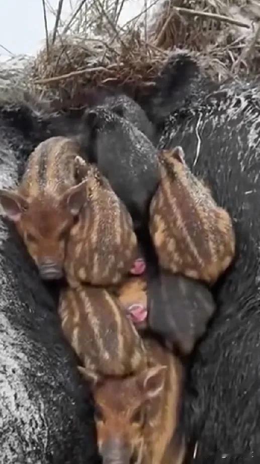 《山猪》
 
山林野径任驰骋，
獠牙狰狞性难驯。
自在逍遥无拘束，
独霸一方谁敢