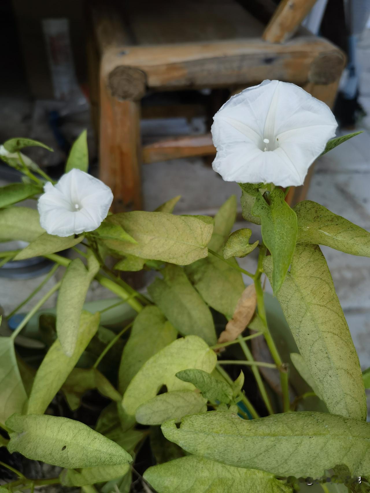 吃了那么多年的空心菜，才知道空心菜的花是喇叭花，特别的清新淡雅，很好看！
种空心
