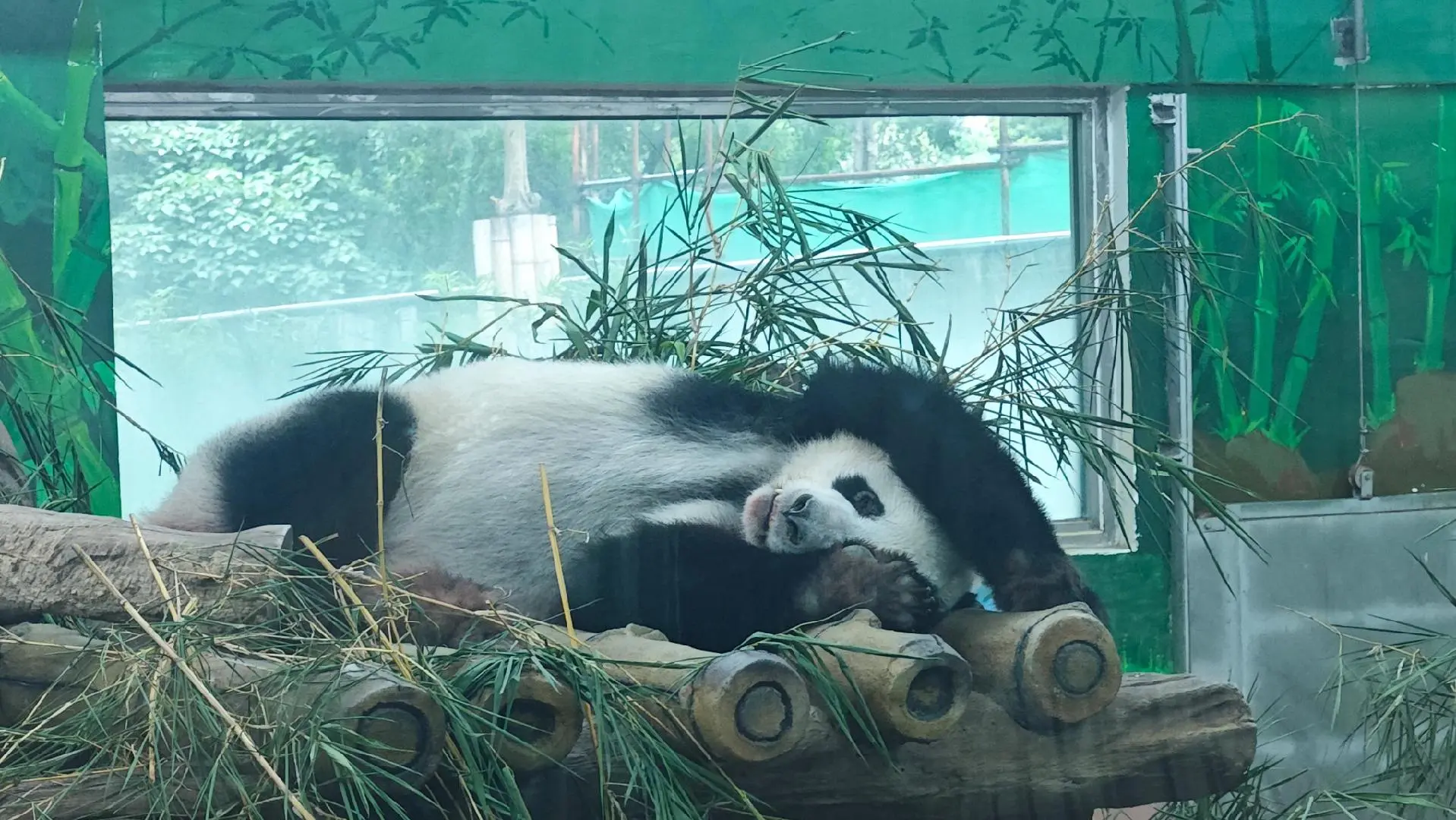 星一:我多谢你。