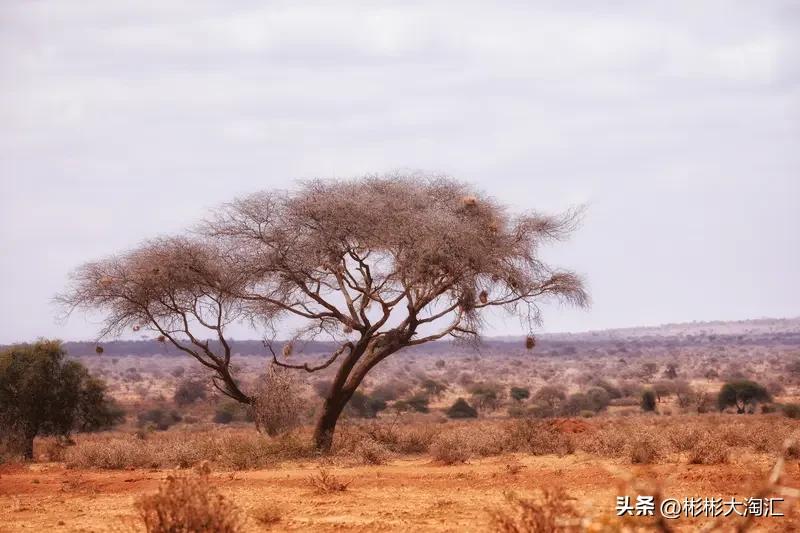 非洲生活，还挺让人纠结的。以前觉得非洲又穷又落后，非洲人又懒又不讲卫生，可看了菲