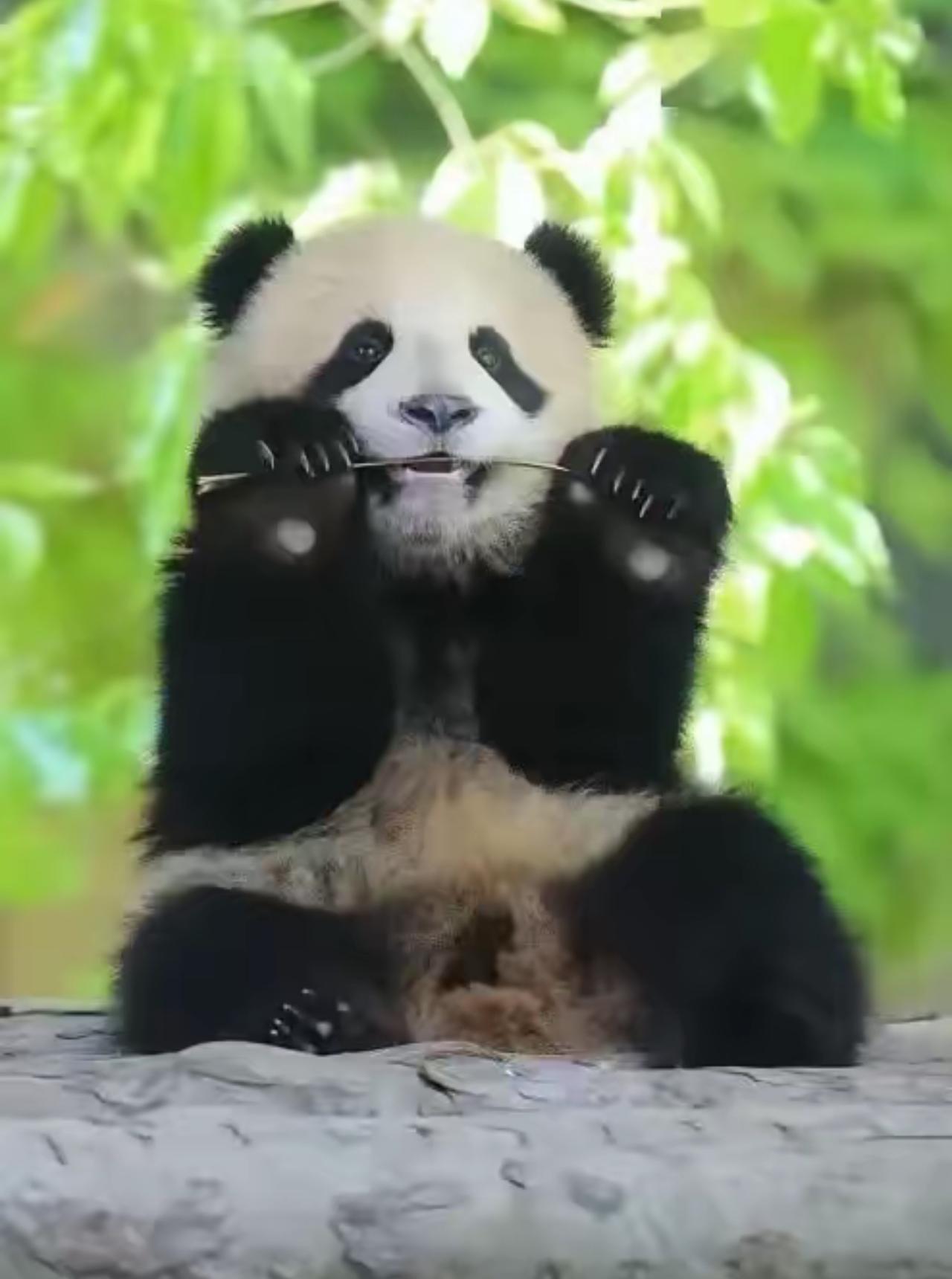 真的越看越气！
现在中国企业出海，根本不是做生意，是纯纯被全世界轮流薅羊毛、挨个