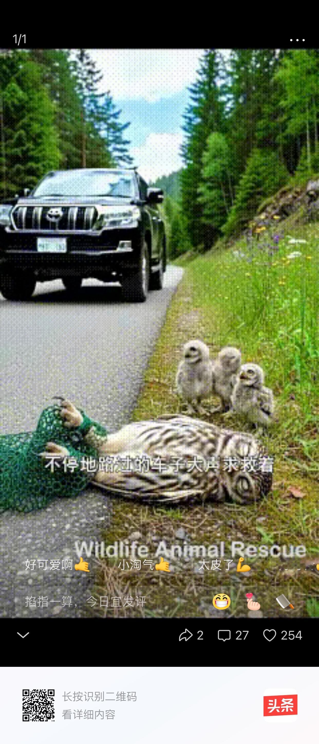 猫头鹰妈妈不慎踩到塑料网，两只小爪子被死死缠住，仰面朝天躺在路边，它的三只宝宝乖