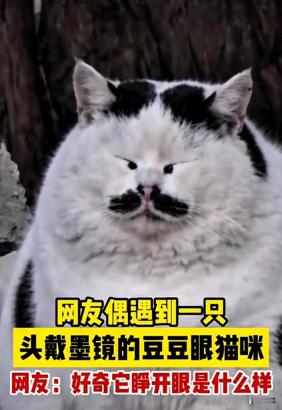 哈哈，你也看错了吧！
看到网友家的猫，我以为它是一只小眼睛的大脸猫，结果一看这是