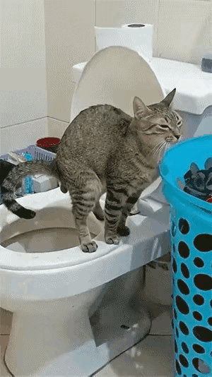 这猫成精了，不但学会了蹲马桶，还会擦屁股，可惜的是没学会用手纸，可惜了主人的床单