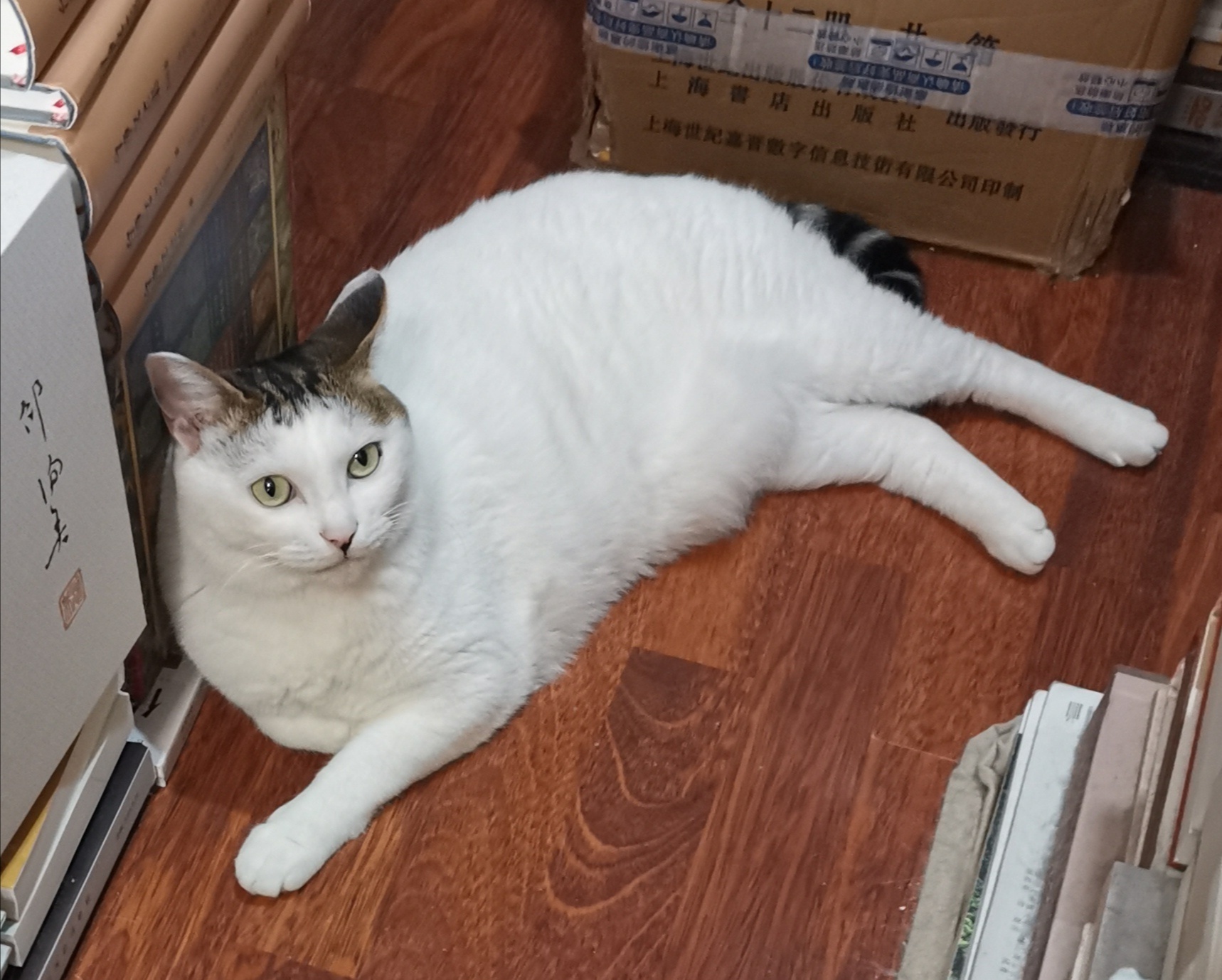 猫宁。天仍热，多帅强弟各自纳凉。一日二猫，洋猫有点紧张，中猫很好奇？