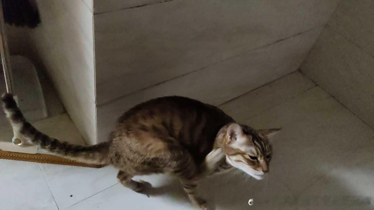 49802【丑猫】这是何生物 