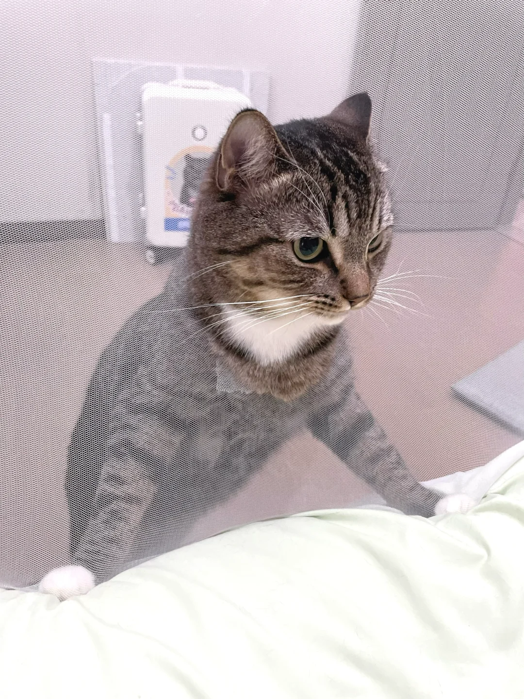 谁说的蚊帐可以防猫？人都要疯了😅