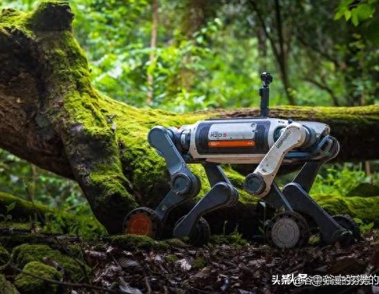 “进得去出不来”的哀牢山机器狗进去了，还带回人类拿不到的画面