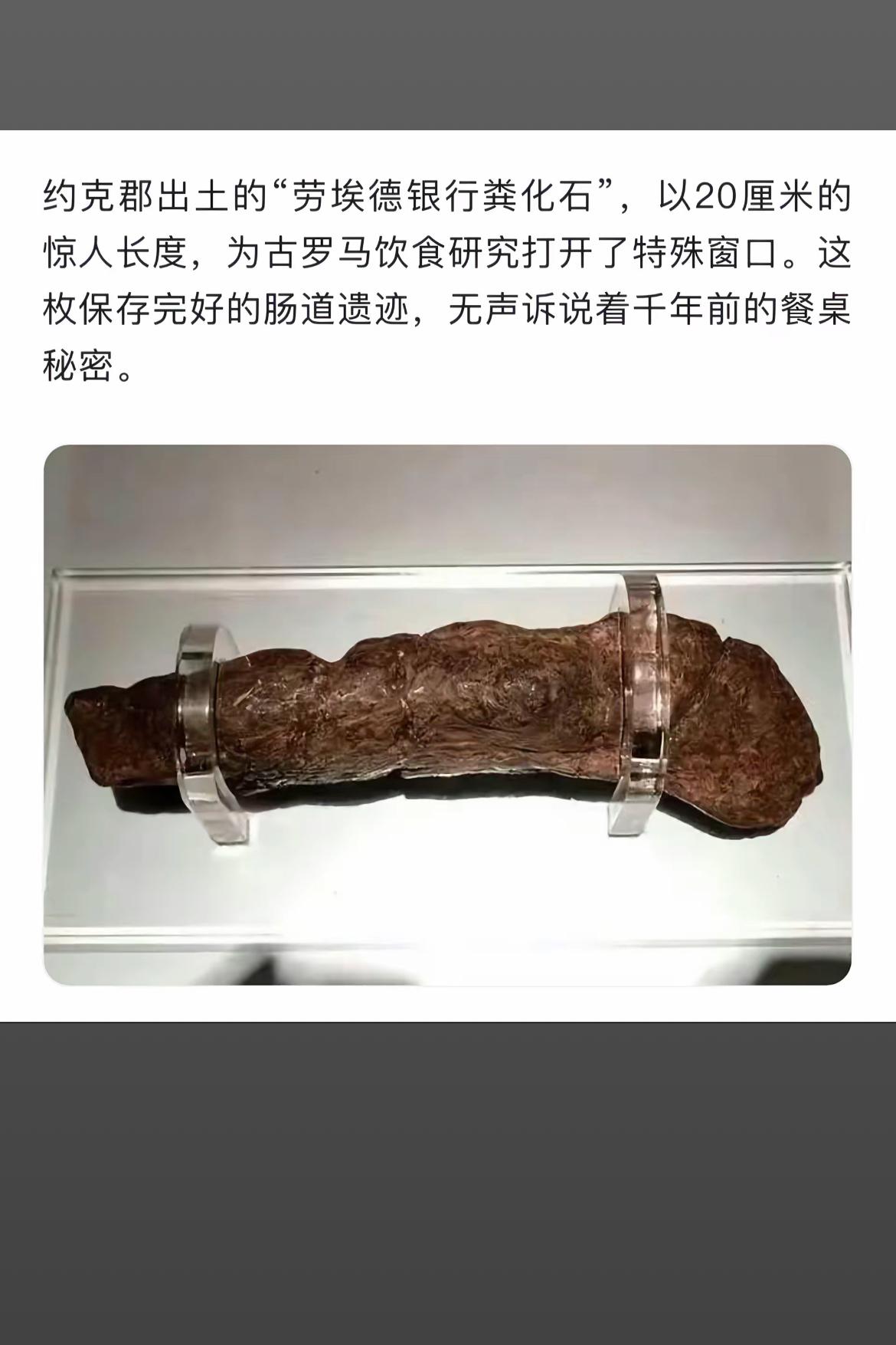 千年前的餐桌秘密：罗马“劳埃德银行粪化石”揭秘