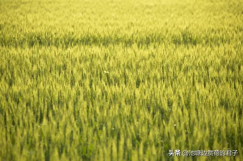 男子麦田遇雁群 走近地上全是蛋 运气爆棚说的就是这位大哥吧！清明前夜，天刚擦亮，