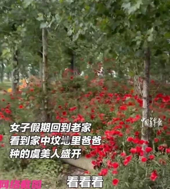 河南周口有女子趁着假期，回了老家看望父亲，因母亲过世数年并同来到母亲墓地祭奠一下