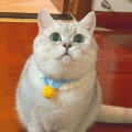 芬儿头不是猪