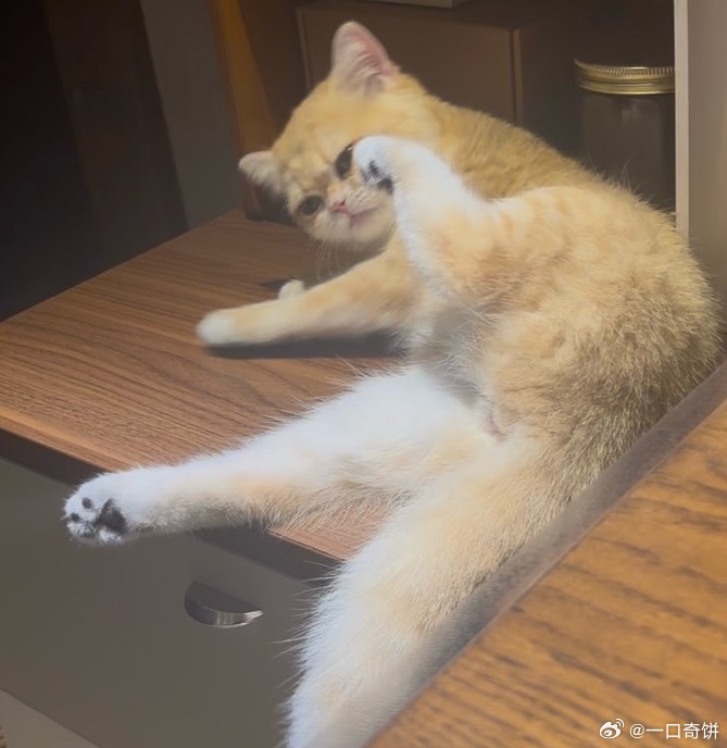 最近拍的猫 